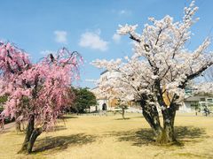 -金泽21世纪美术馆