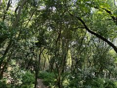 -上海佘山国家森林公园天马山园