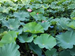 -国家植物园南园