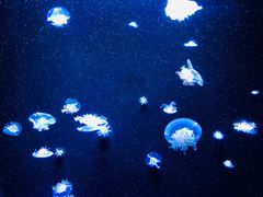 -成都浩海立方海洋公园