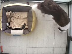 -趣玩宠物乐园寄养训犬训狗游泳池