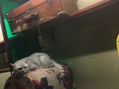 -猫咪博物馆(顶澳仔猫街店)