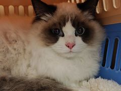 -瑞派康怡24h宠物医院·犬猫医疗中心·微创绝育(瑞景分院)