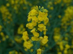 -中国天府农业博览园