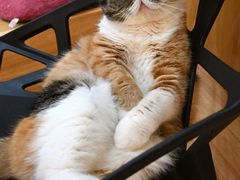 -滚猫咖啡·猫咖·猫友好撸猫(未来城店)