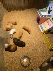 -酷嗒动物文化乐园(cutezoo西溪乐天城店)