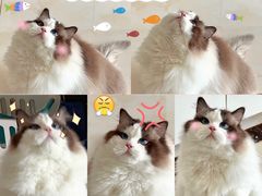 -老吴的猫·猫舍(新区店)