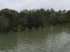 -东寨港红树林旅游区