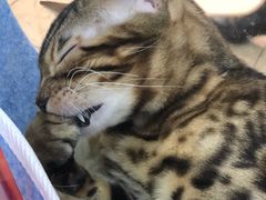 -糯米喵星人·撸猫猫舍咖啡馆(西市场嘉华店)