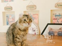 -猫小院猫主题餐厅(南锣旗舰店)