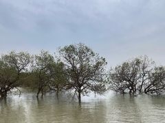 -宝安西湾红树林湿地公园