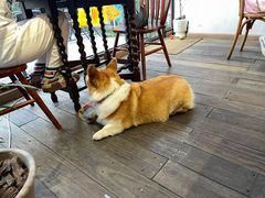 -肥朵食堂(带梦胡同店)