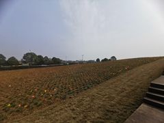 -空港花田景区