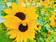 -上海滨江森林公园