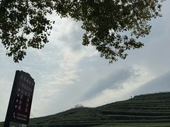 -龙坞茶村