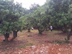 -逸廊大堂吧-下午茶·简餐-千岛湖自由洲际殿