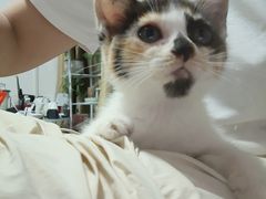 -宠颐生宠物医院·心肾内科·猫专科诊疗中心宠巢店