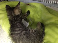 -创凡宠物医院·骨专科  猫科中心(西乡分院)
