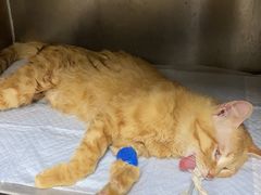 -瑞鹏宠物医院·超声·骨科·奇麟分院(蜀都万达店)