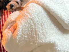 -康成宠物医院24H·CT·核磁共振
