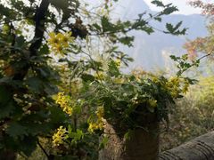 -太平万花山景区