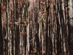 -上海共青森林公园