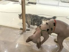 -藏猫猫咖啡主题馆(中央大道店)