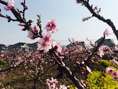 -南汇水蜜桃采摘(大团店)