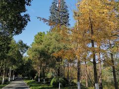 -昆山城市生态森林公园