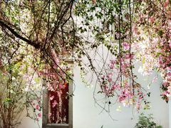 -深圳国际园林花卉博览园