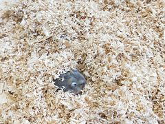 -怪兽屋·羊驼·猫咖·狗咖(俊华广场店)