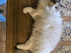 -猫猫幼稚园·撸猫·桌游·电玩