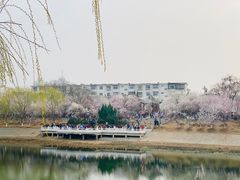 -桃花堤公园