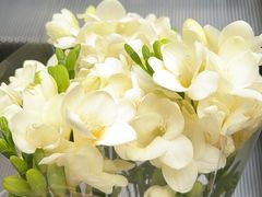 -循礼门鲜花花市(武汉循礼门店)