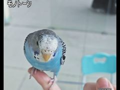 -怪兽屋·羊驼·猫咖·狗咖(俊华广场店)