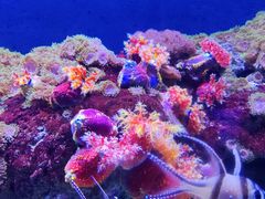 -成都浩海立方海洋公园