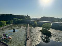-滕州微山湖红荷湿地景区