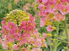 -中国天府农业博览园