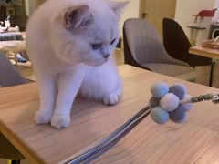 -猫腻·猫咖·撸猫馆(星光大道店)