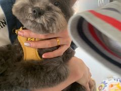 -翊宠yipet猫狗购宠庄园犬舍•猫舍