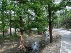 -白水寺森林公园