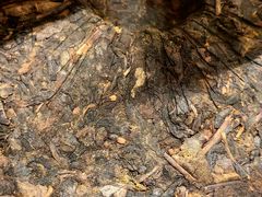 -维也纳国际酒店·西安大雁塔大唐不夜城店