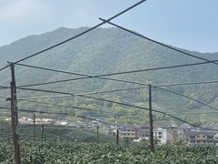 -龙坞茶村