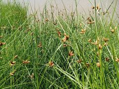 -木洞河街