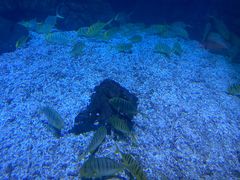 -烟台海昌鲸鲨海洋公园