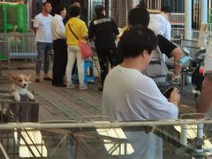 -中环花鸟鱼虫市场