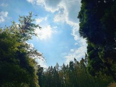 -上海共青森林公园