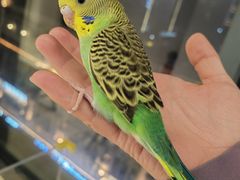 -怪兽屋·羊驼·猫咖·狗咖(俊华广场店)