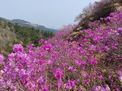 -青岛大珠山景区