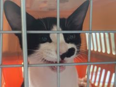 -动物缘宠物医院·骨科·猫科(西二环店)